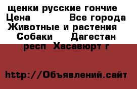 щенки русские гончие › Цена ­ 4 000 - Все города Животные и растения » Собаки   . Дагестан респ.,Хасавюрт г.